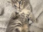 Gray - Domestic Kitten For Adoption - 