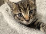 Luna - Domestic Kitten For Adoption - 