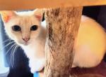 Pandora female flame point - Siamese Cat For Sale - 
