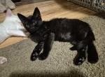 Ember and Ernie orange male tabby - Domestic Kitten For Sale - 