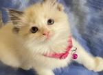 Rose - Ragdoll Kitten For Sale - New York&comma; NY&comma; US