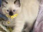 Kiku - Ragdoll Kitten For Sale - New York&comma; NY&comma; US