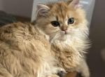 Peaches - British Shorthair Cat For Sale/Retired Breeding - Puyallup&comma; WA&comma; US