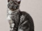 Qvest - Maine Coon Kitten For Sale - 
