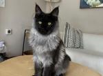 Xunya - Maine Coon Kitten For Sale - 