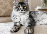 Mike - Maine Coon Kitten For Sale - 