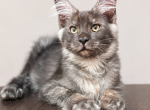 Qvest - Maine Coon Kitten For Sale - Virginia Bch&comma; VA&comma; US