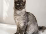Stitch - Maine Coon Kitten For Sale - 