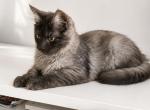 Stitch - Maine Coon Kitten For Sale - 