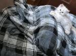 Blue point - Persian Kitten For Sale - Conyers&comma; GA&comma; US