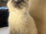 Cute - Scottish Straight Kitten For Sale - 