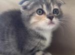 Lily - Scottish Fold Kitten For Sale - Clackamas&comma; OR&comma; US