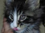 Striking European Black Tabby with White MaineCoon - Maine Coon Kitten For Sale - DC&comma; US