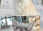Litter T - Maine Coon Kitten For Sale - 