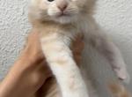 Hiccup - Maine Coon Kitten For Sale - San Antonio&comma; TX&comma; US