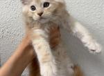 Stormfly - Maine Coon Kitten For Sale - San Antonio&comma; TX&comma; US