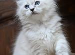 Ester - Siberian Kitten For Sale - Grayslake&comma; IL&comma; US
