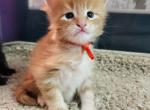 Euro Maine Coon kittens - Maine Coon Kitten For Sale - Dayton&comma; OH&comma; US