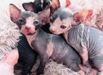 Maleficent - Sphynx Kitten For Sale - Homestead&comma; FL&comma; US