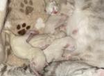Kias Snows - Bengal Kitten For Sale - 