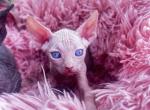 Jasper - Sphynx Kitten For Sale - Homestead&comma; FL&comma; US