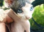 Emma - Sphynx Kitten For Sale - Homestead&comma; FL&comma; US