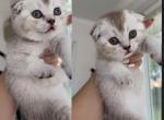 Scottish Fold - Scottish Fold Kitten For Sale - Palm Coast&comma; FL&comma; US