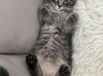 Friendly kitten - American Longhair Kitten For Sale - Agawam&comma; MA&comma; US