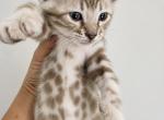 Charcoal Sepia Females - Bengal Kitten For Sale - 