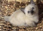 Munchkin - Munchkin Kitten For Sale - San Diego&comma; CA&comma; US