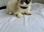 Snowshoe Siamese kittens - Siamese Kitten For Sale - Alafaya&comma; FL&comma; US
