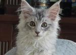 Litter U - Maine Coon Kitten For Sale - 