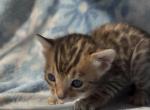 Zenith - Bengal Kitten For Sale - South Elgin&comma; IL&comma; US