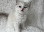 RESERVED Brunson's Princess - Ragdoll Kitten For Sale - Columbia&comma; MD&comma; US