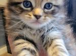 Smokey Boy 18 toes - Maine Coon Cat For Sale - 