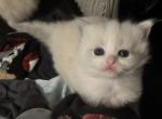 Female Ragdoll Kitten - Ragdoll Kitten For Sale - Rochester&comma; MA&comma; US