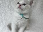 RESERVED Park Prince 5 - Ragdoll Kitten For Sale - Columbia&comma; MD&comma; US