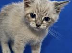 Kovu&kiara - Siamese Kitten For Sale - Rex&comma; GA&comma; US