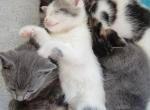 Frankie - Siberian Kitten For Sale - NY&comma; US