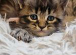 Smokey Girl twenty six toes - Maine Coon Kitten For Sale - Mundelein&comma; IL&comma; US