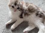Ragdoll mix Calico - Ragamuffin Kitten For Sale - Gurnee&comma; IL&comma; US