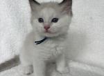 Available Bicolor Prince 4 - Ragdoll Kitten For Sale - Columbia&comma; MD&comma; US