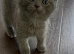 Scottish Fold Blue Male - Scottish Fold Kitten For Sale - Lindenhurst&comma; NY&comma; US