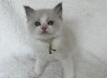 Available Bicolor Prince 2 - Ragdoll Kitten For Sale - Columbia&comma; MD&comma; US