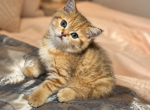 Golden Scottish straight - Scottish Straight Kitten For Sale - Brooklyn&comma; NY&comma; US