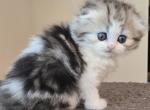 Barbara's new litter - Scottish Fold Kitten For Sale - Holland&comma; PA&comma; US