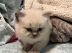 Male Ragdoll kitten - Ragdoll Kitten For Sale - 
