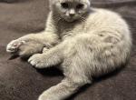 Durango from Tutti Frutti Katsumi - British Shorthair Kitten For Sale - Cutlerville&comma; MI&comma; US