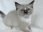 Available Seal Point Prince 1 - Ragdoll Kitten For Sale - Columbia&comma; MD&comma; US