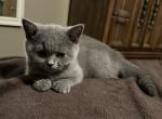 Diamond from Tutti Frutti Katsumi - British Shorthair Kitten For Sale - Cutlerville&comma; MI&comma; US